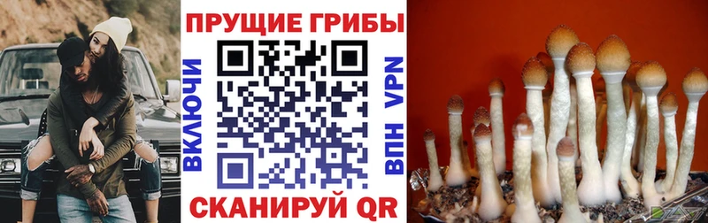 купить наркотики цена Магас Псилоцибиновые грибы ЛСД